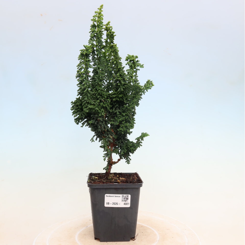 Bonsaï d'extérieur - Cham. obtusa SEKKA HINOKI - Cyprès