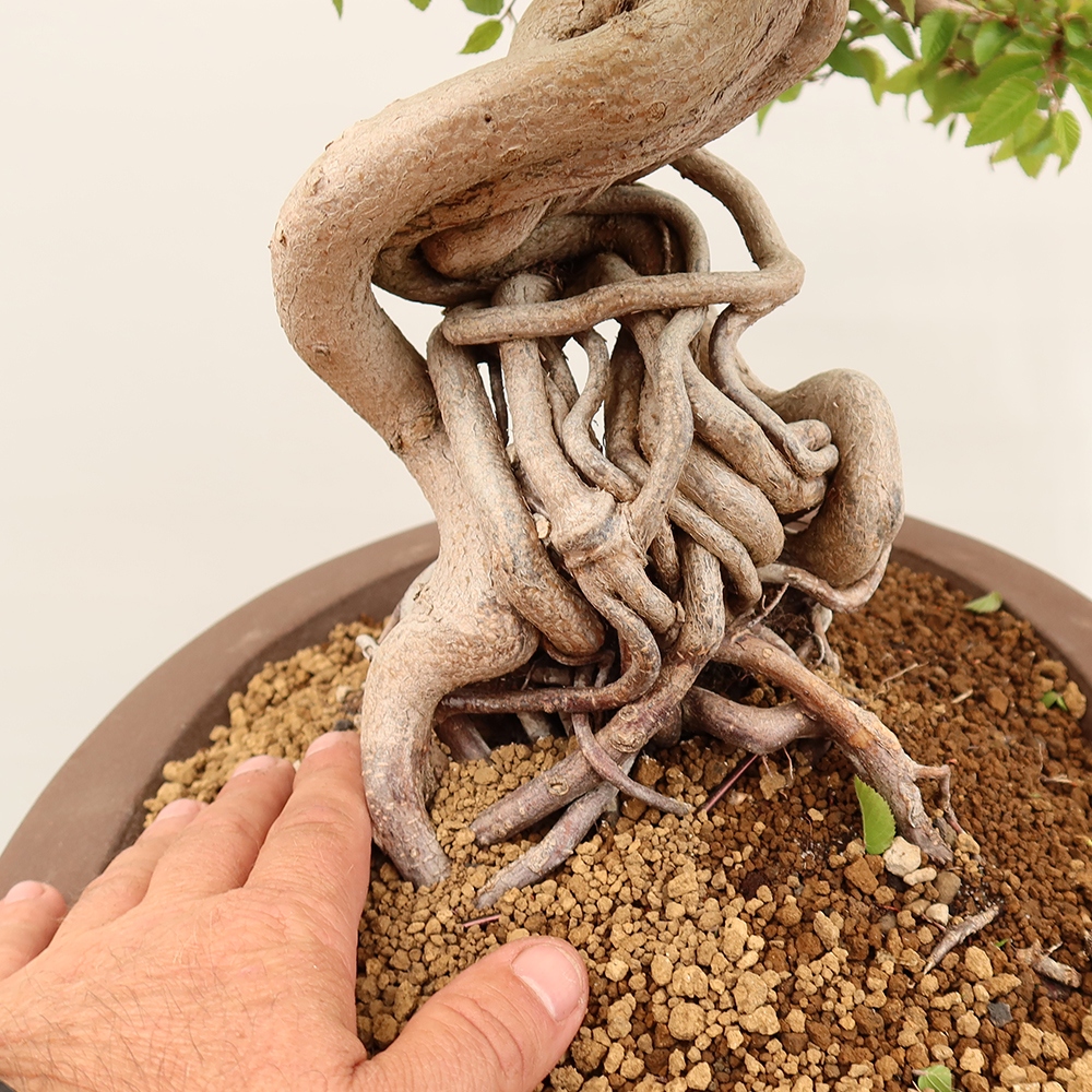 Bonsaï d'extérieur -Carpinus Coreana - Charme de Corée