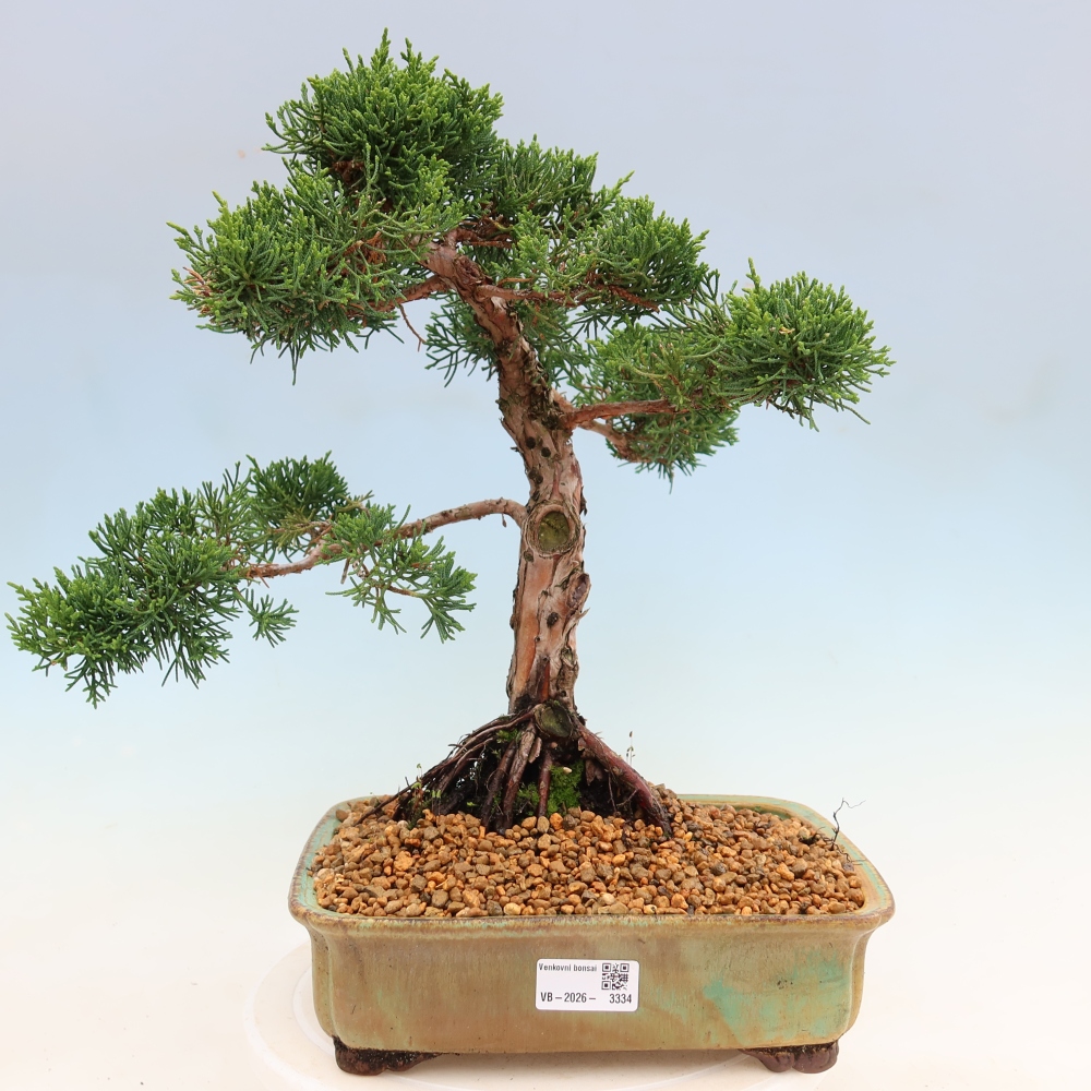 Bonsaï d'extérieur - Juniperus chinensis Kishu