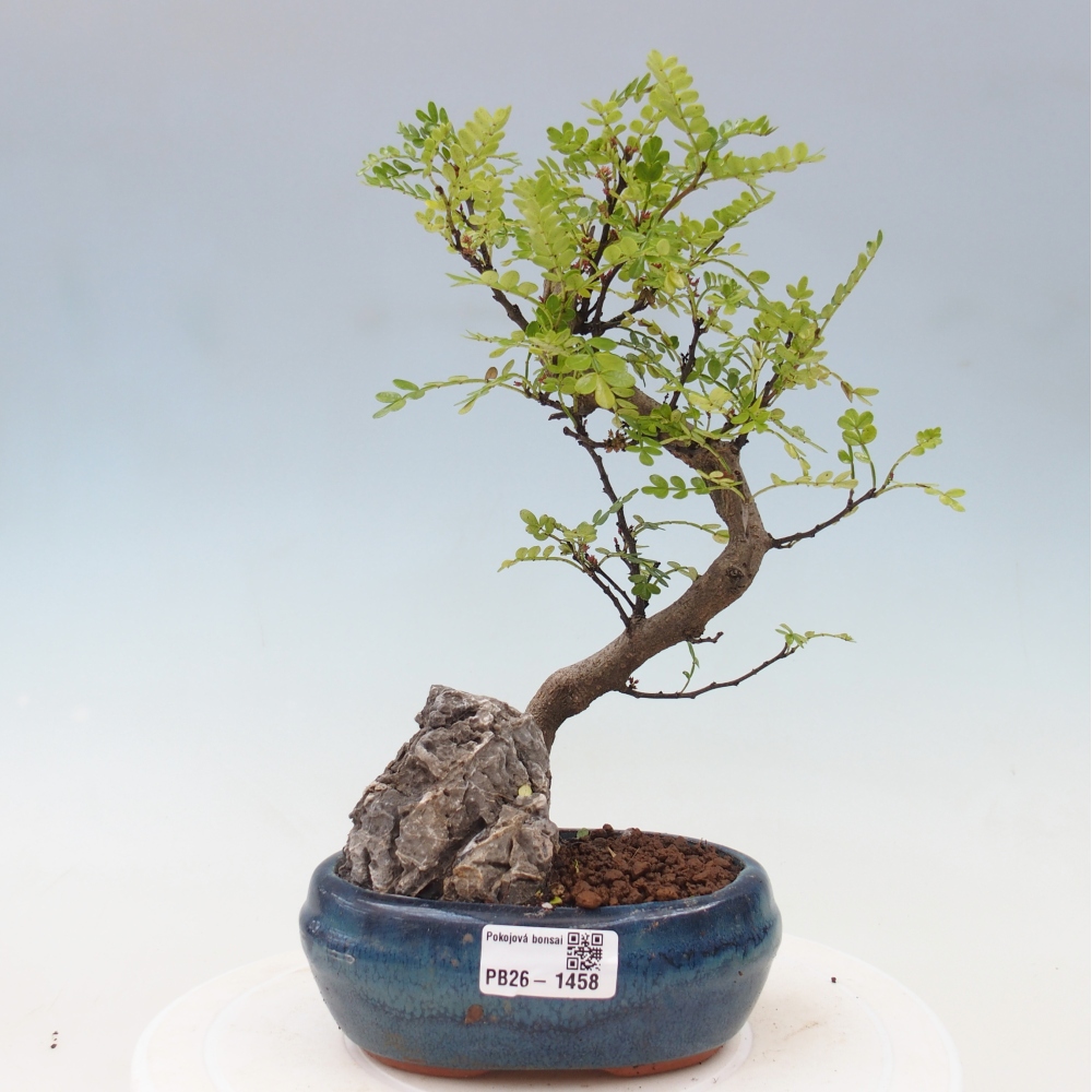 Salle bonsaï - Zantoxylum piperitum - arbre à poivre