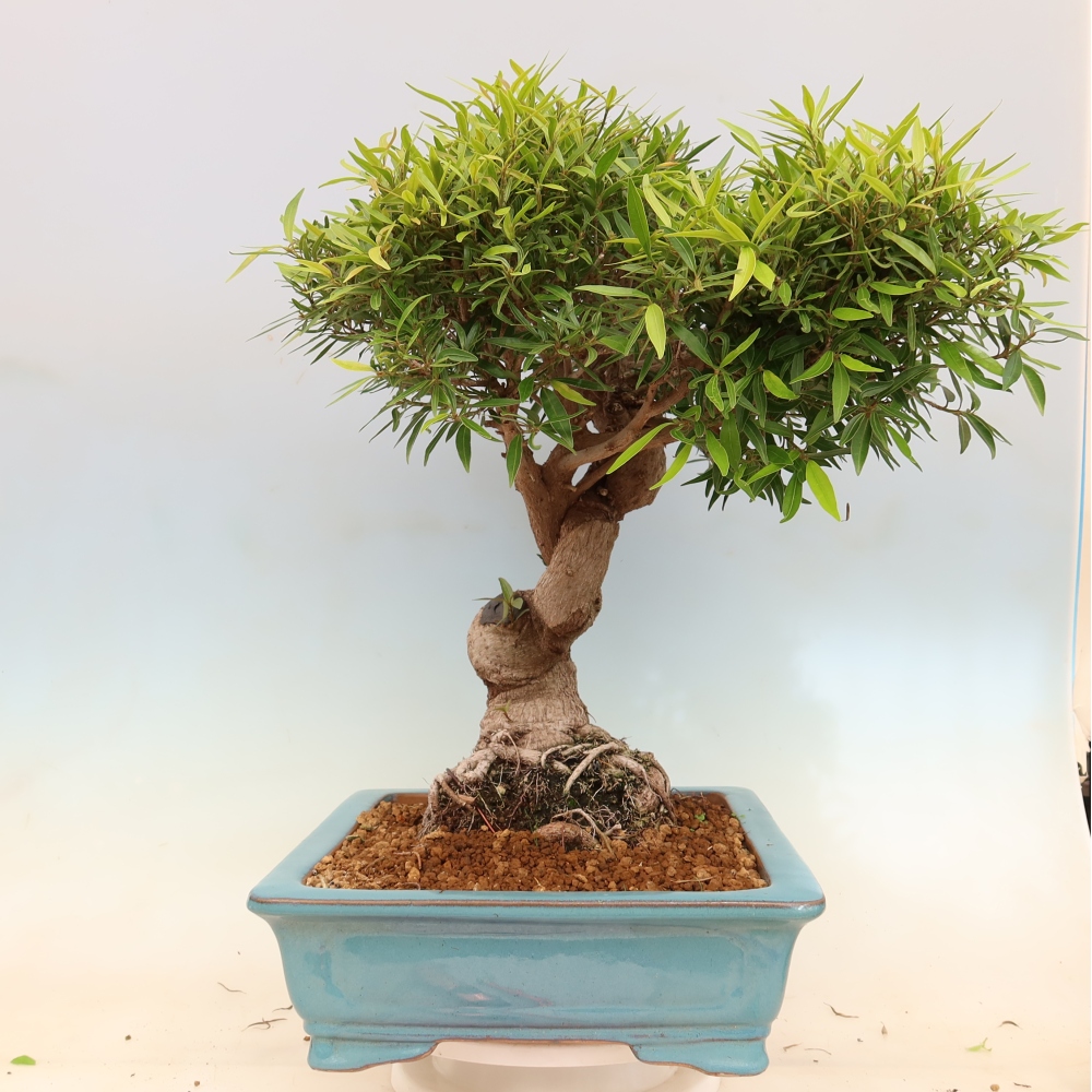Salle bonsaï - Ficus nerifolia - ficus à petites feuilles