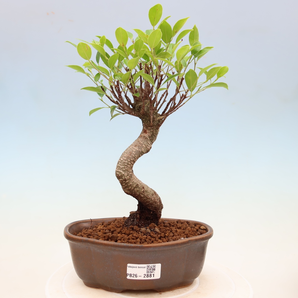 Salle bonsaï - Ficus kimmen - ficus à petites feuilles