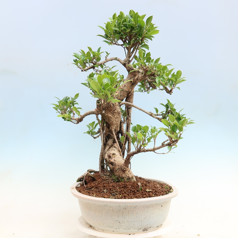 Salle bonsaï - Ficus kimmen - ficus à petites feuilles