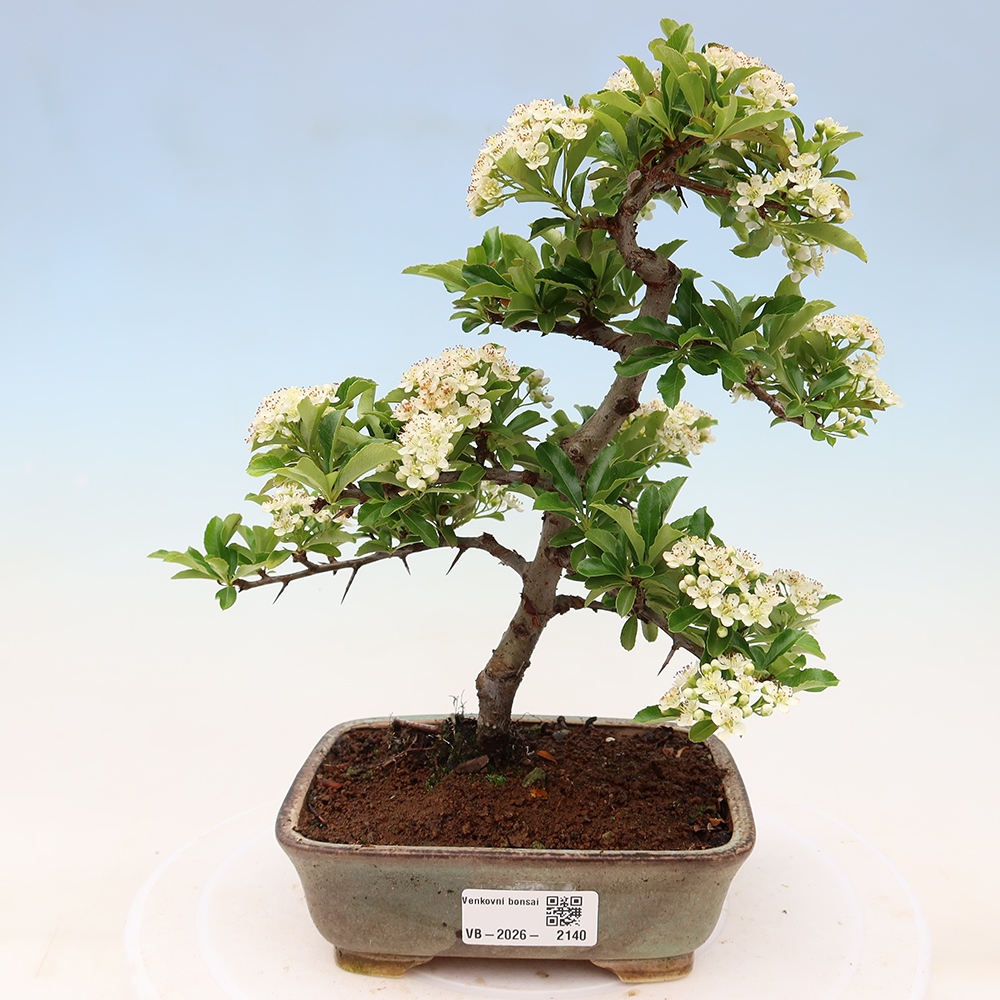 Bonsaï d'extérieur - Pyracantha teton - Pyracantha écarlate