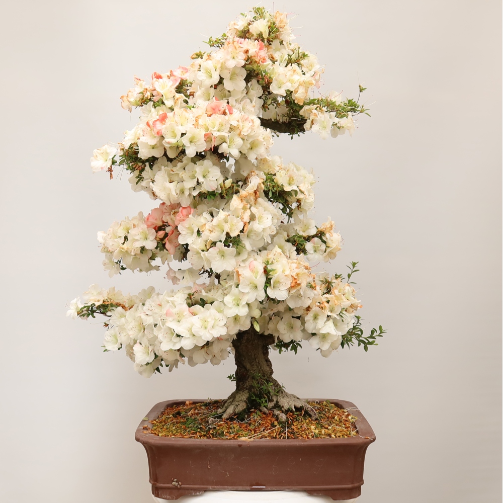 Bonsaï d'extérieur - Azalée japonaise - Azalea Tochizumi