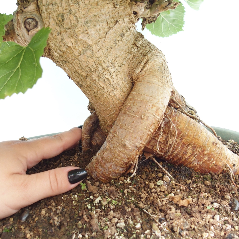 Bonsaï d'extérieur -Morus alba - mûrier