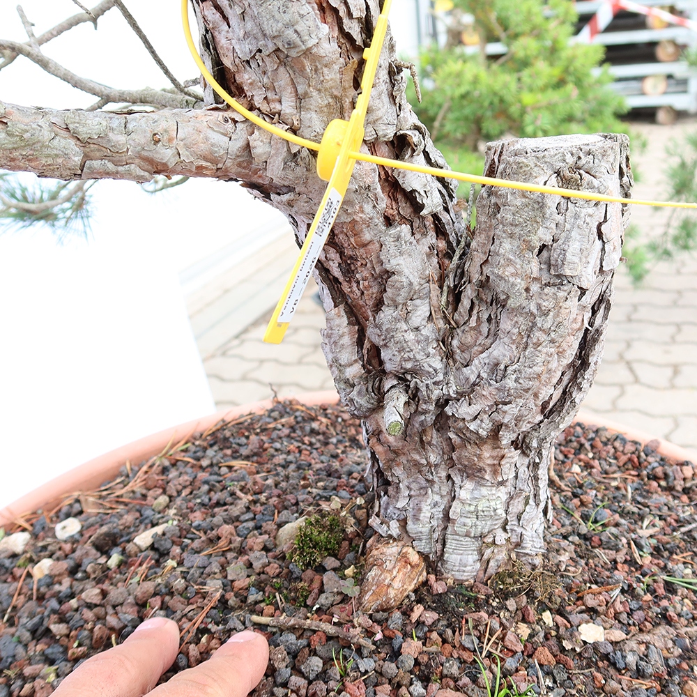 Pinus sylvestris Espagne - pin sylvestre