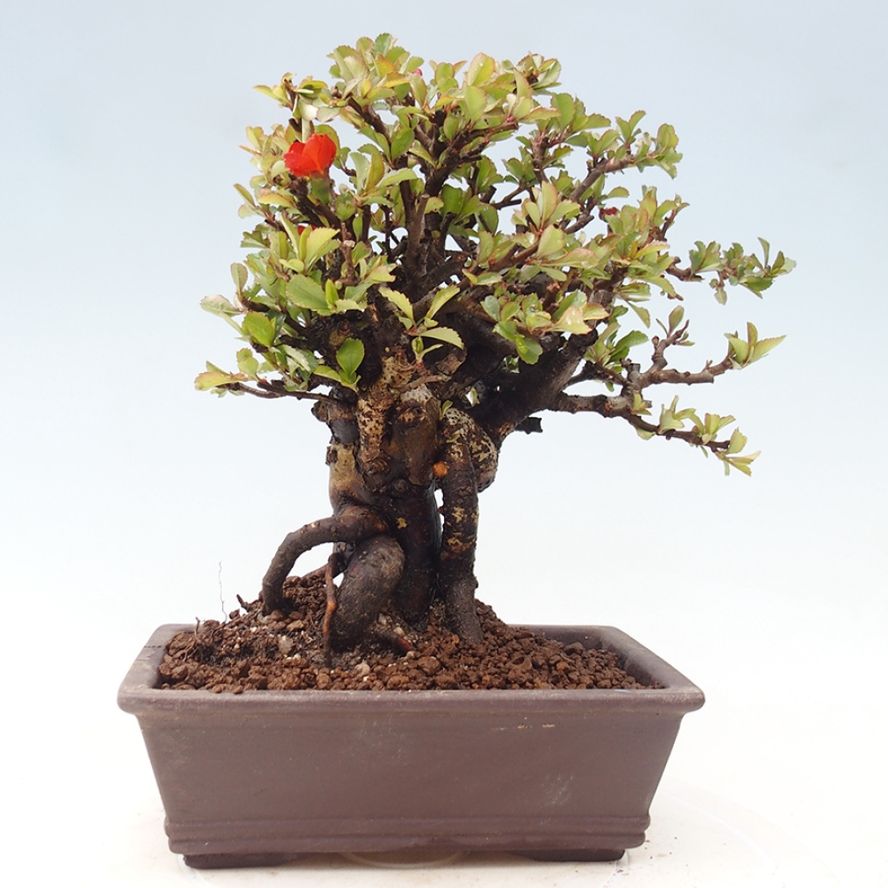 Bonsaï d'extérieur - Chaneomeles speciosa - Coing