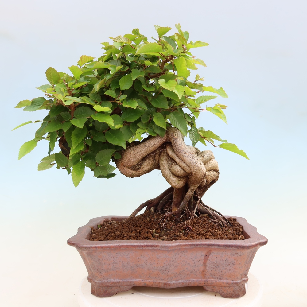 Bonsaï d'extérieur -Carpinus Coreana - Charme de Corée