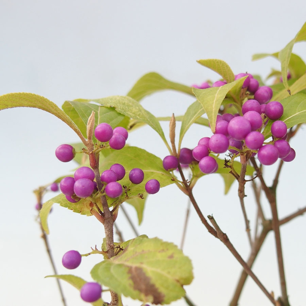 Bonsaï d'extérieur - Callicarpa bodinierova profusion