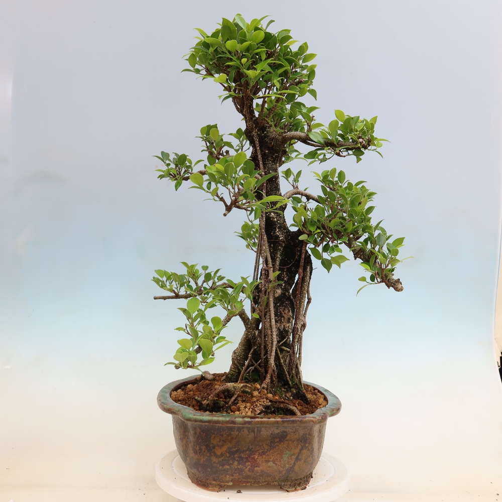 Salle bonsaï - Ficus kimmen - ficus à petites feuilles