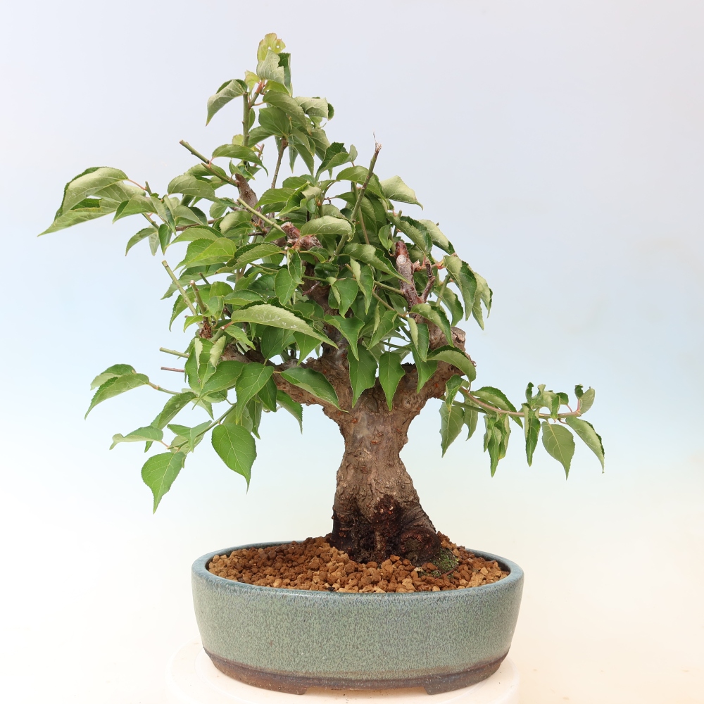 Bonsaï d'extérieur - Abricotier japonais - Prunus Mume