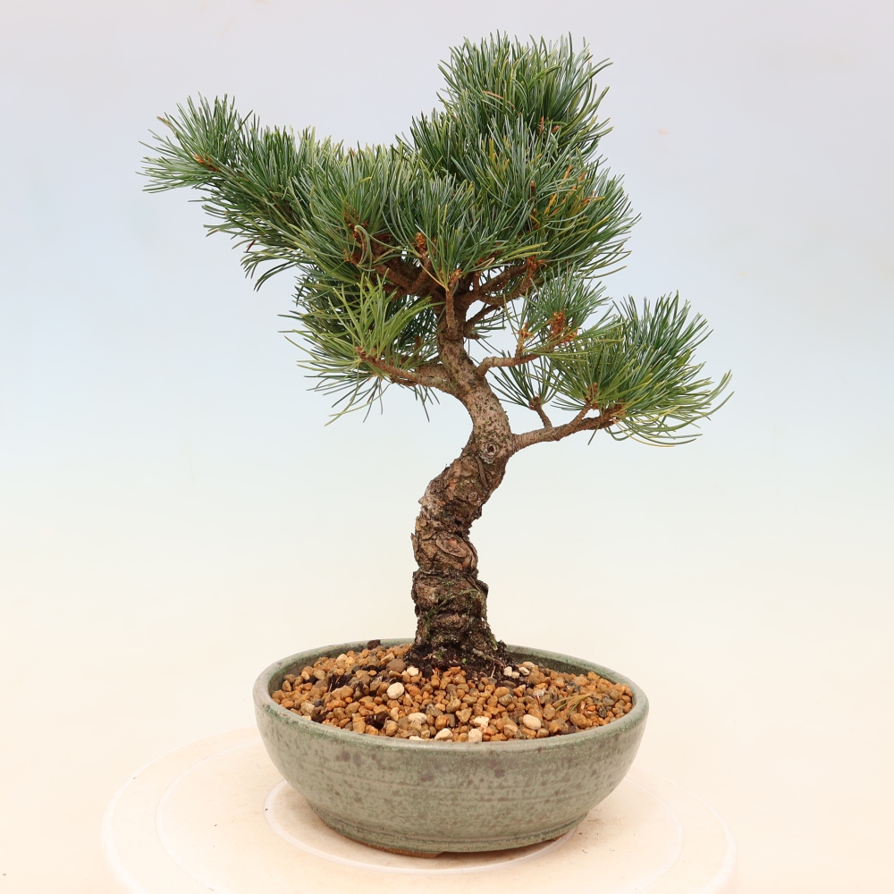 Bonsaï d'extérieur - Pinus parviflora - Pinus parviflora