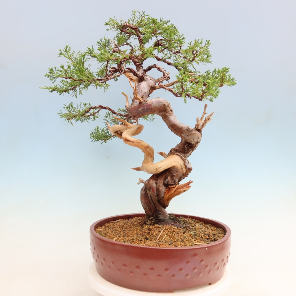 Bonsaï d'extérieur - Juniperus chinensis Itoigawa-Juniperus chinensis