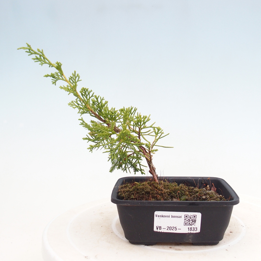 Bonsaï d'extérieur - Juniperus chinensis Itoigawa