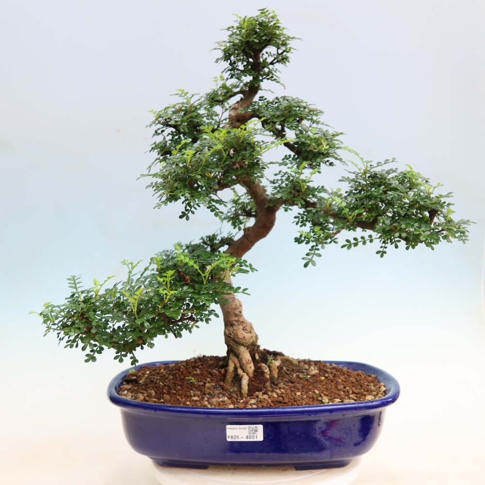 Salle bonsaï - Zantoxylum piperitum - arbre à poivre