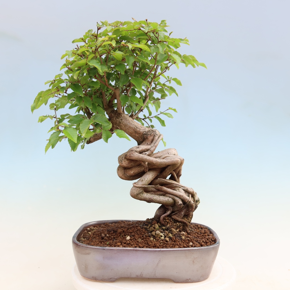 Bonsaï d'extérieur -Carpinus Coreana - Charme de Corée