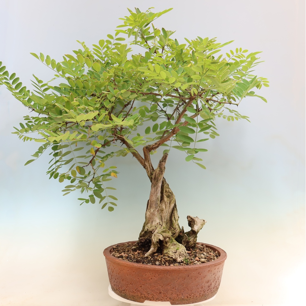 Bonsaï d'extérieur - Acacia épineux - Robinia pseudoacacia