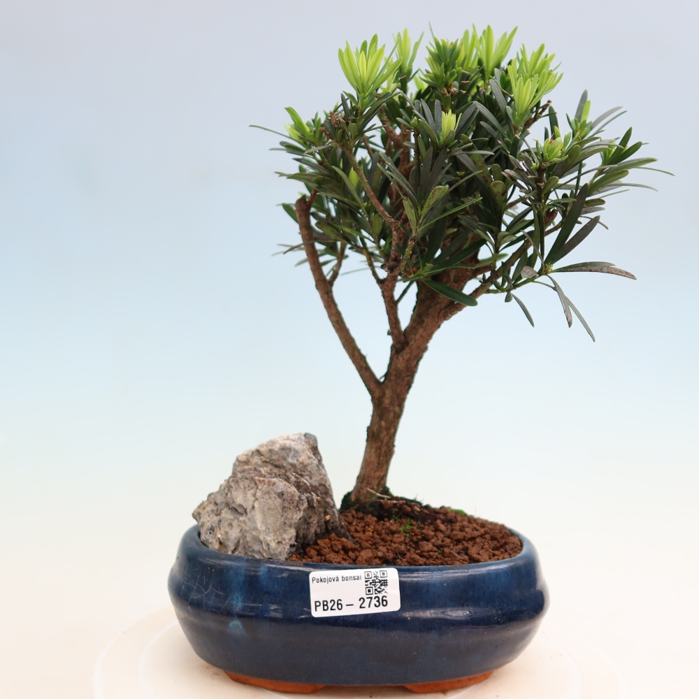 Salle bonsaï - Podocarpus - If en pierre