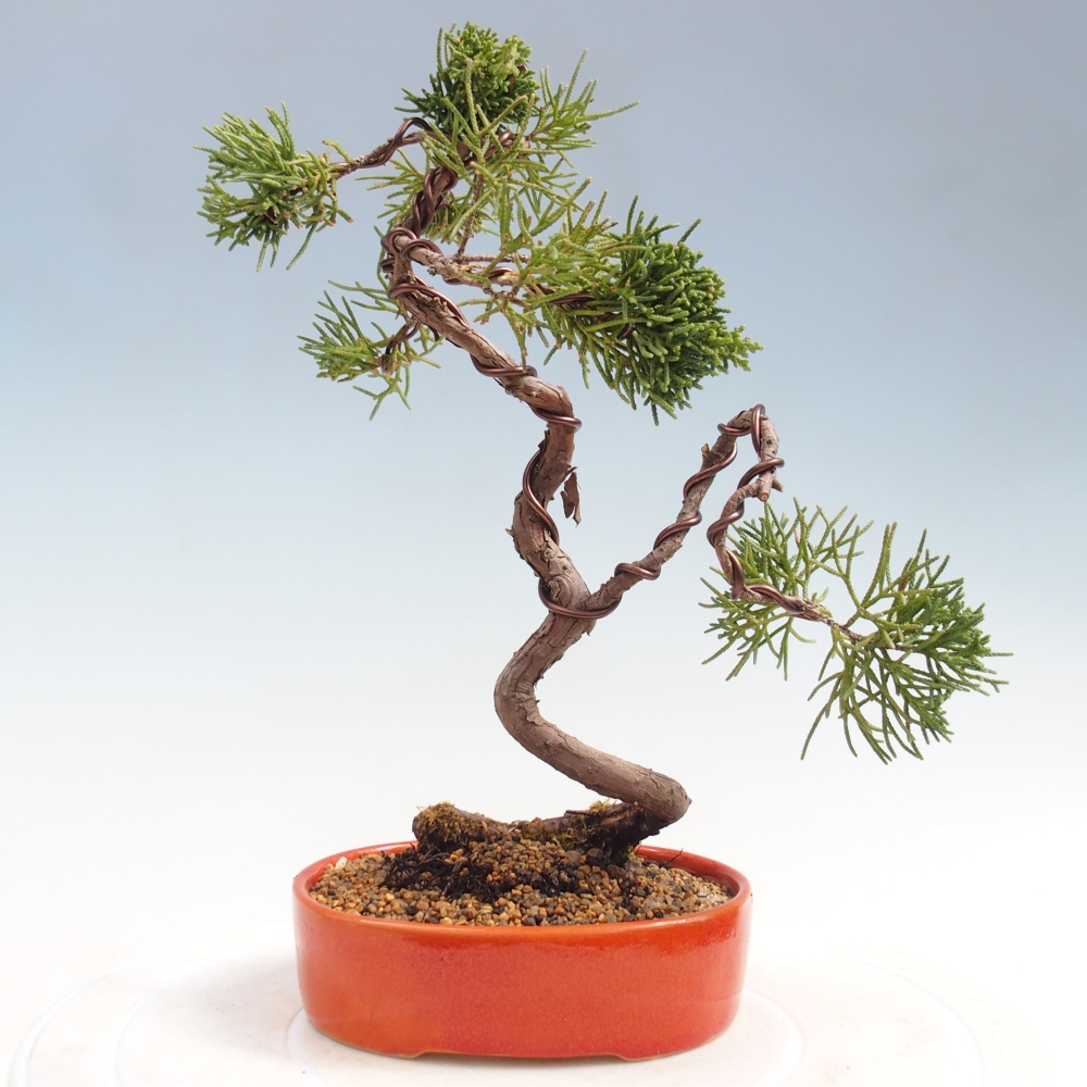 Bonsaï d'extérieur - Juniperus chinensis Kishu