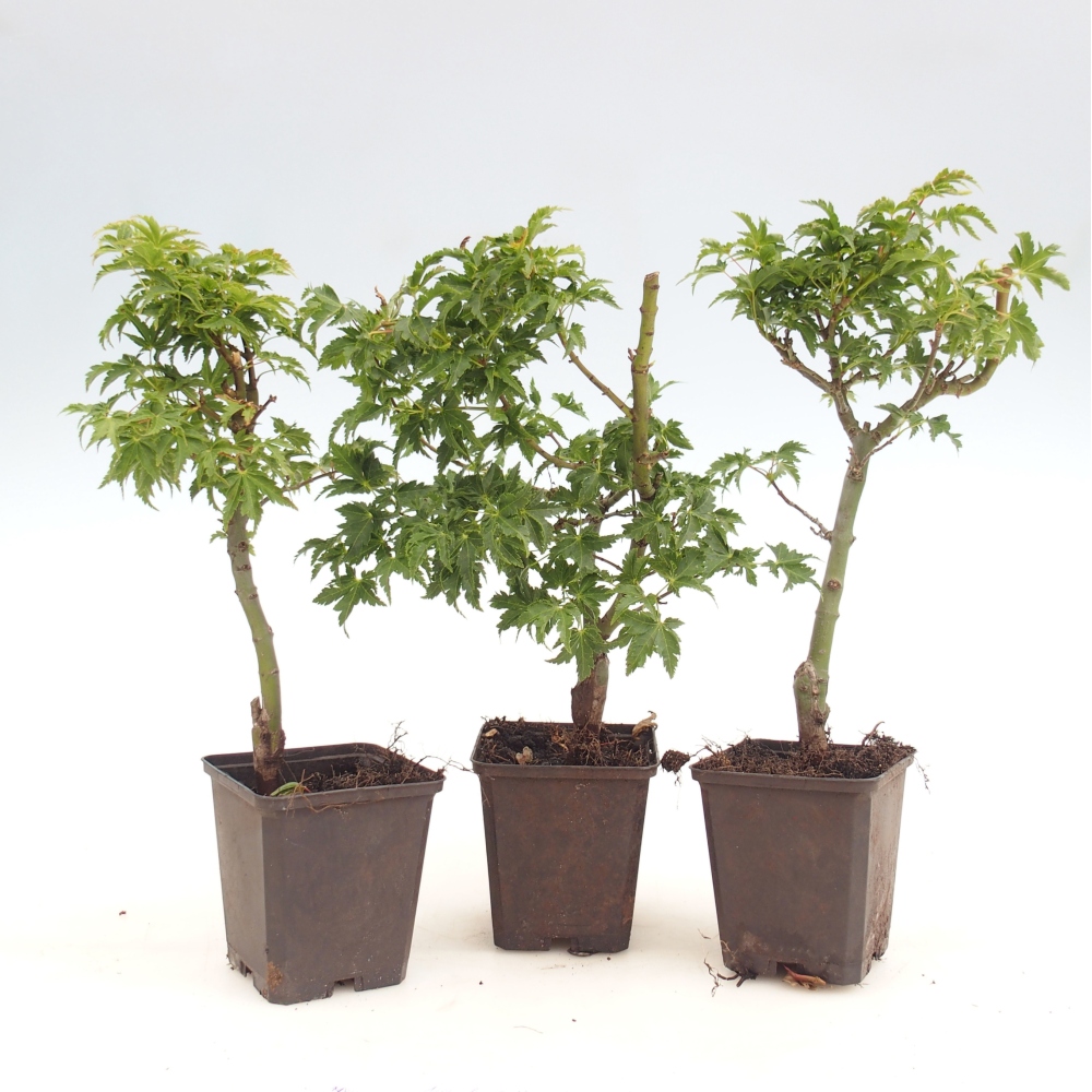 Bonsaï d'extérieur -Javor palmate - Acer palmatum Shishigashira en conteneur