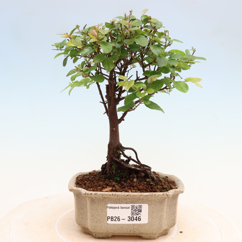 Bonsaï de chambre - Sageretia thea - Sageretia thea