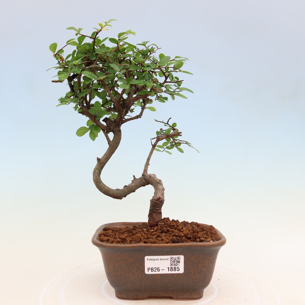 Bonsaï de chambre - Ulmus parvifolia - Orme à petites feuilles