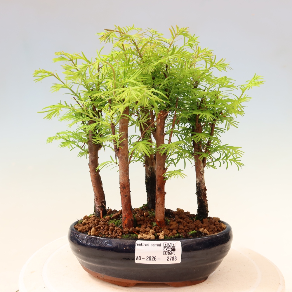 Bonsaï d'extérieur - Metasequoia glyptostroboides - Métaséquoia de Chine - petit bosquet