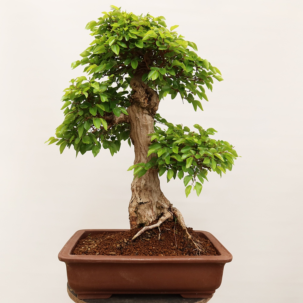 Bonsaï d'extérieur -Carpinus Coreana - Charme de Corée