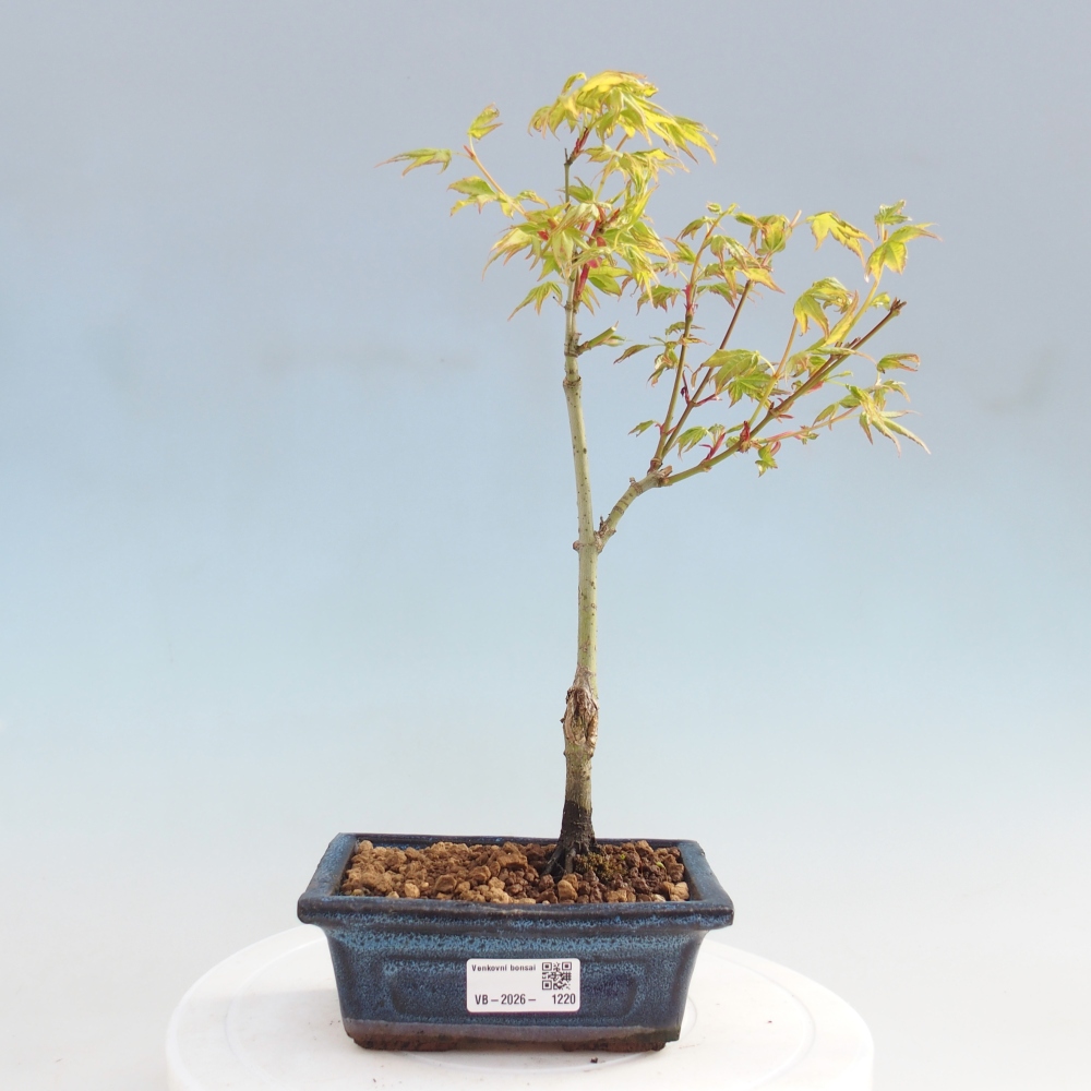 Acer palmatum Aureum - Érable doré