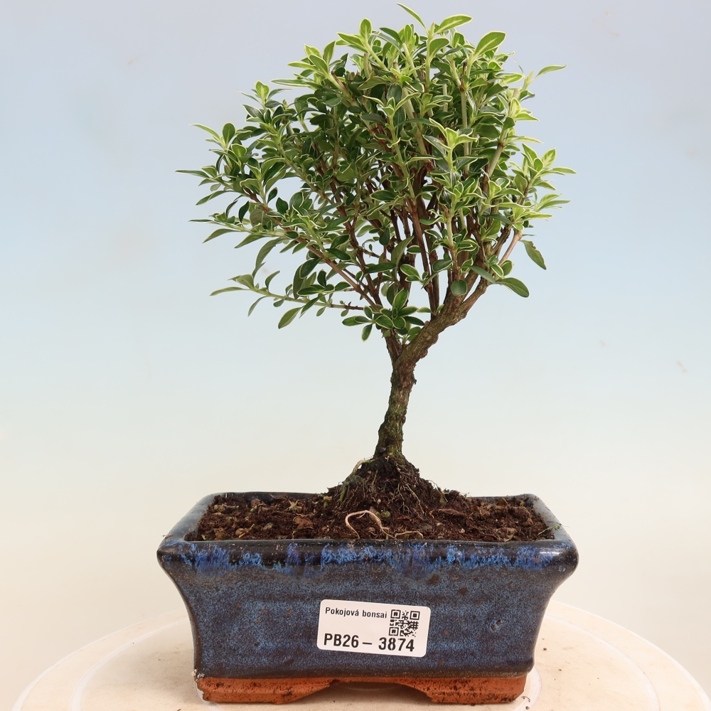 Salle bonsaï - Serissa foetida Variegata - Arbre aux mille étoiles