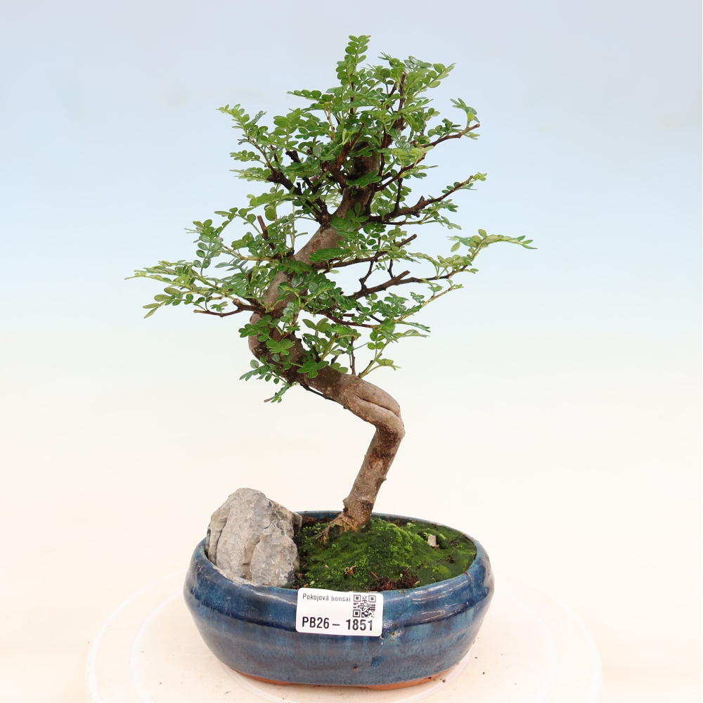 Salle bonsaï - Zantoxylum piperitum - arbre à poivre