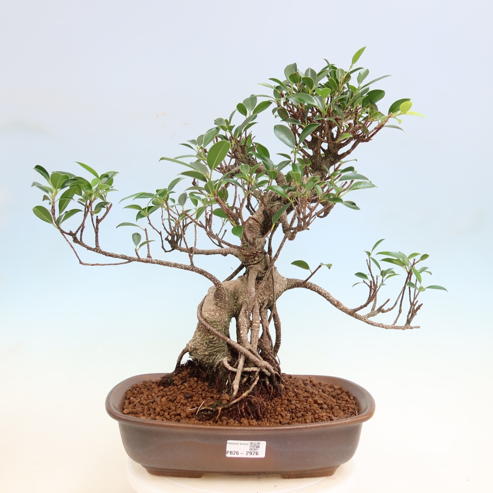 Salle bonsaï - Ficus kimmen - ficus à petites feuilles