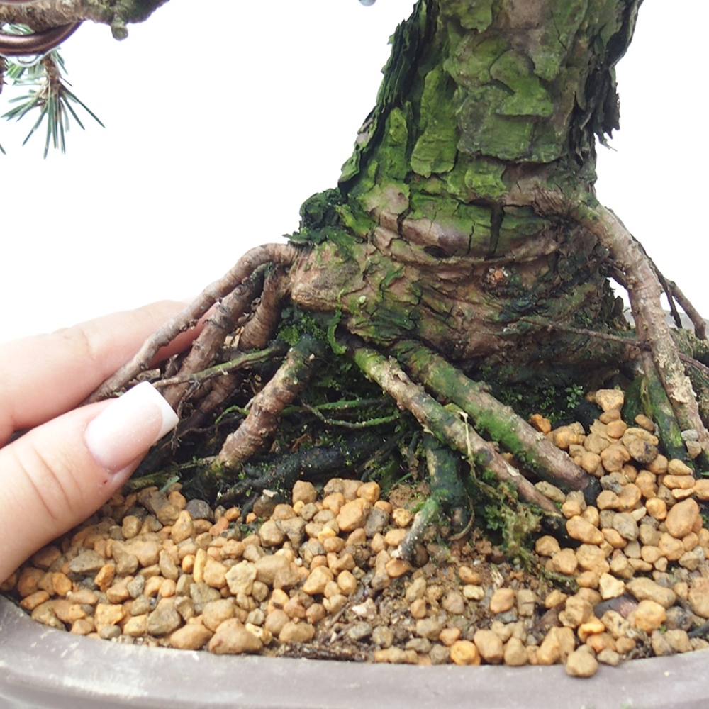 Bonsaï d'extérieur - Pinus thunbergii Kotobuki - Pin de Thunberg