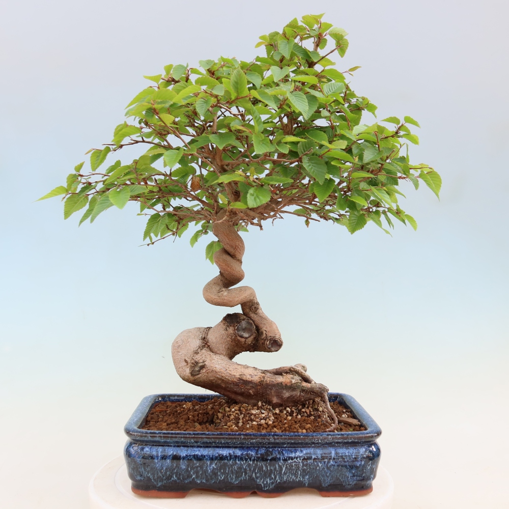 Bonsaï d'extérieur -Carpinus Coreana - Charme de Corée