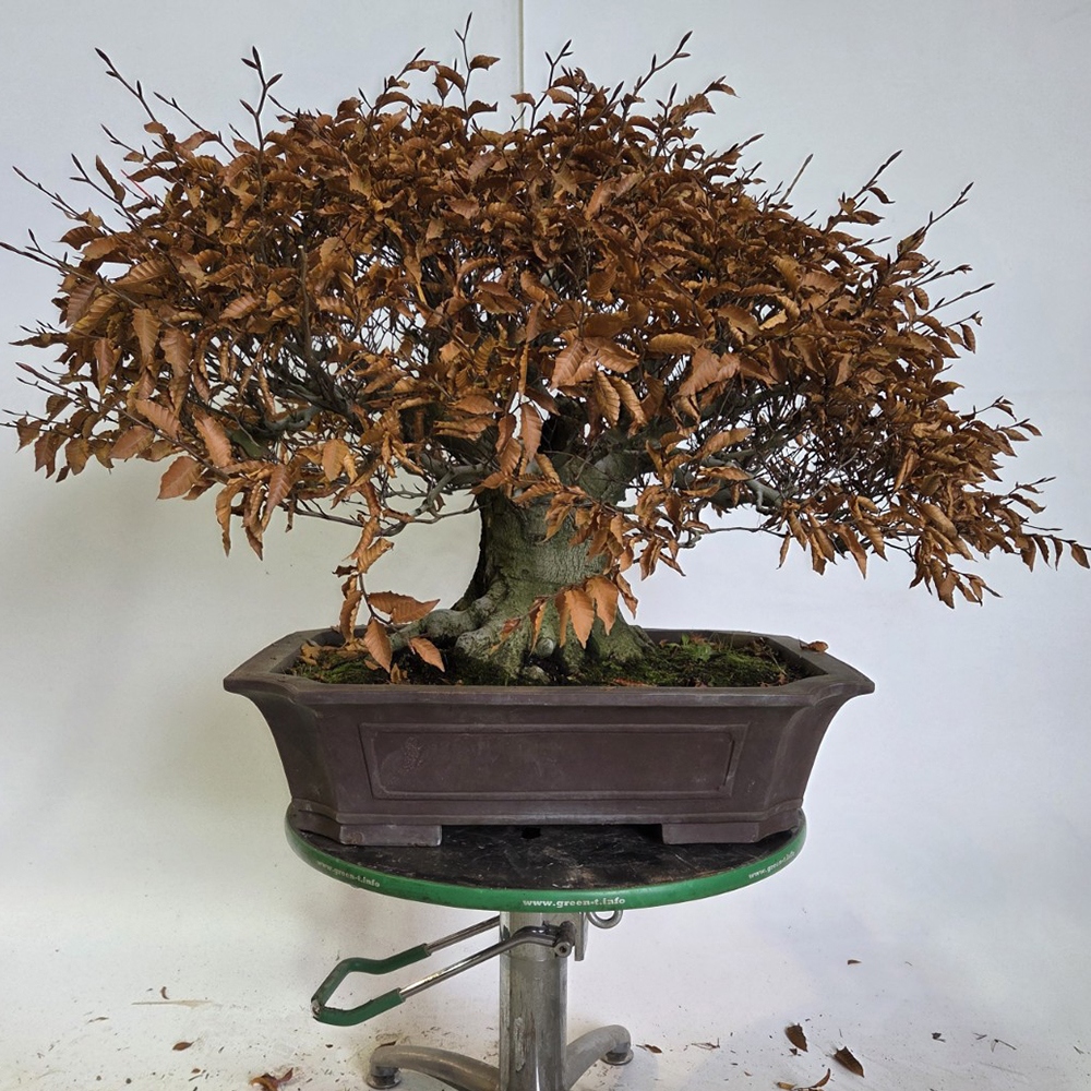 Bonsaï d'extérieur - Fagus crenata