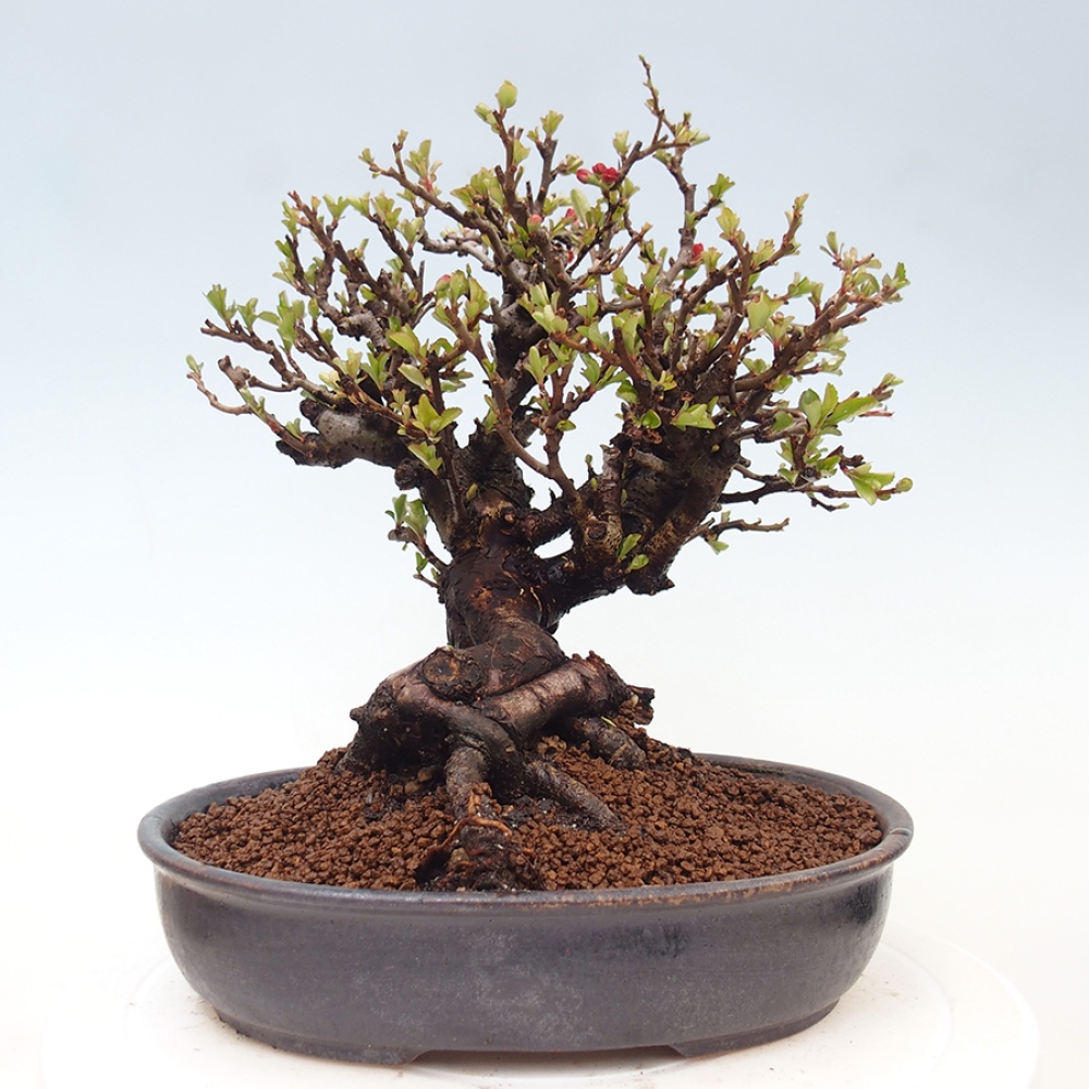 Bonsaï d'extérieur - Chaneomeles speciosa - Coing