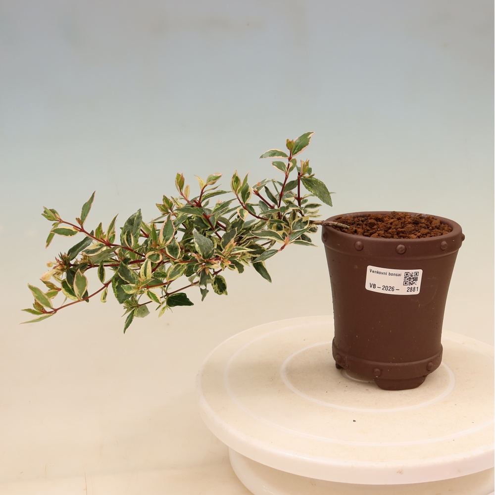 Bonsaï d'extérieur - Abelia gr. Confetti - Abélie à grandes fleurs