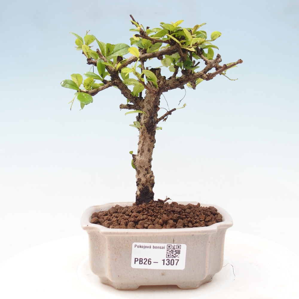 Bonsaï de chambre - Carmona macrophylla - Tea fuki