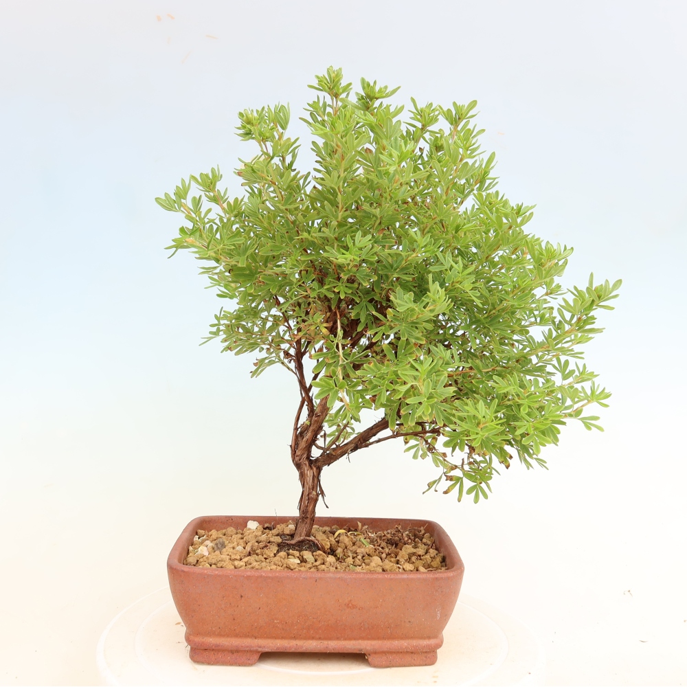 Bonsaï d'extérieur - Potentille arbustive - Potentilla fruticosa Bellissima