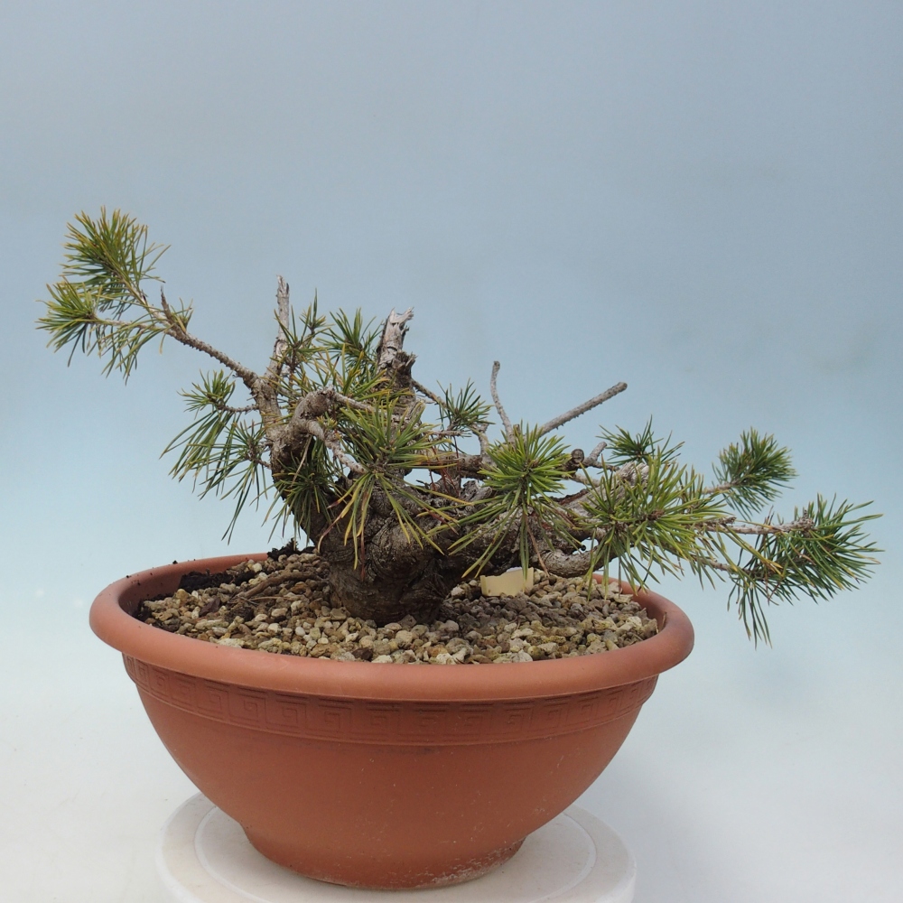 Yamadori - Pinus sylvestris Espagne
