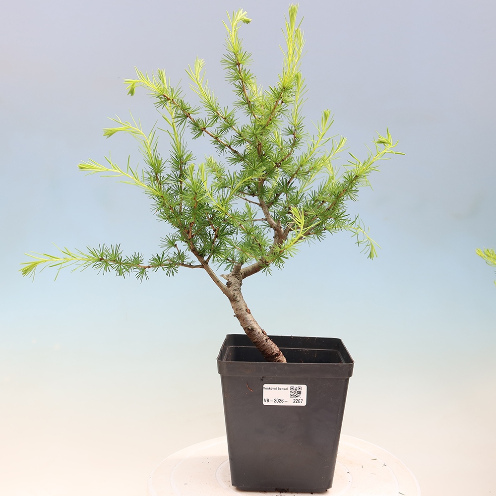 Bonsaï d'extérieur -Larix decidua - Mélèze