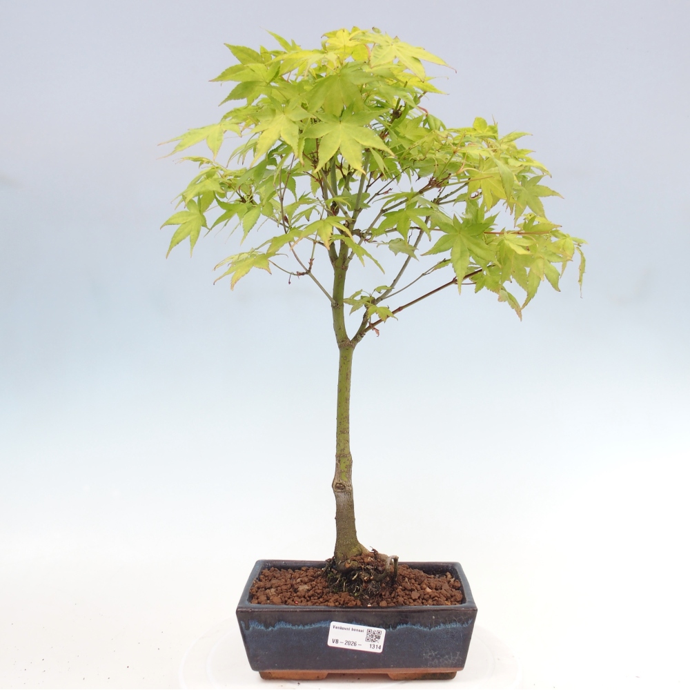 Acer palmatum Aureum - Érable doré