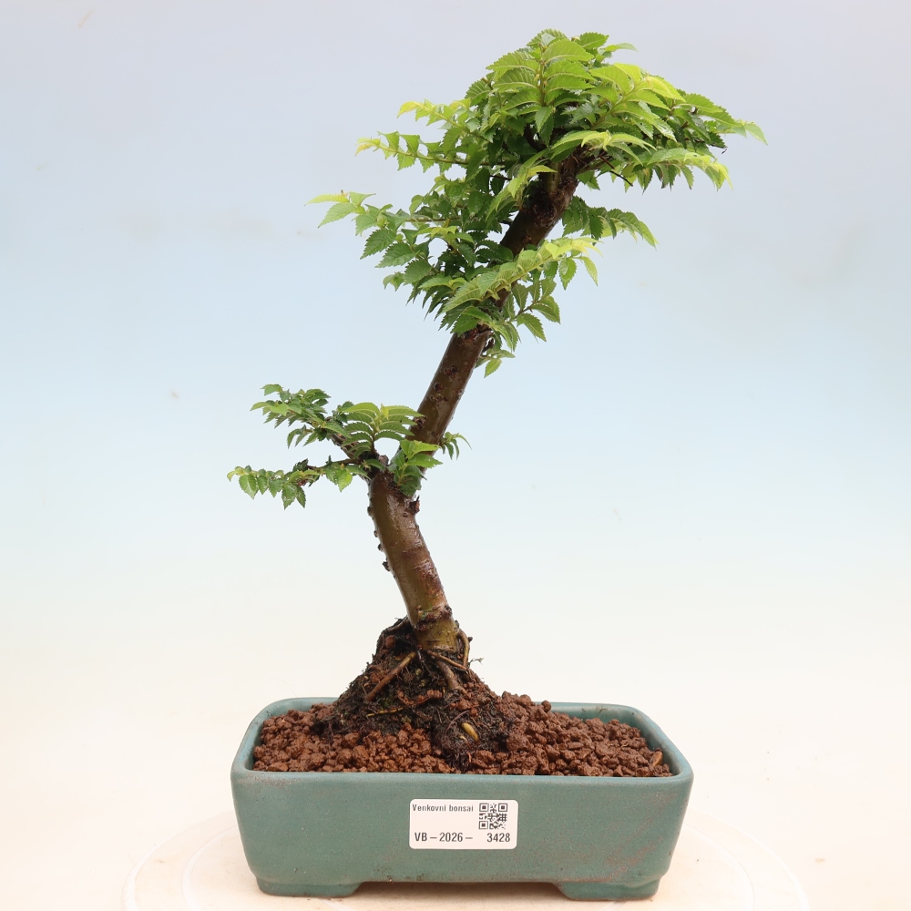 Bonsaï d'extérieur - Ulmus Jacqueline Hillier - Orme magnifique
