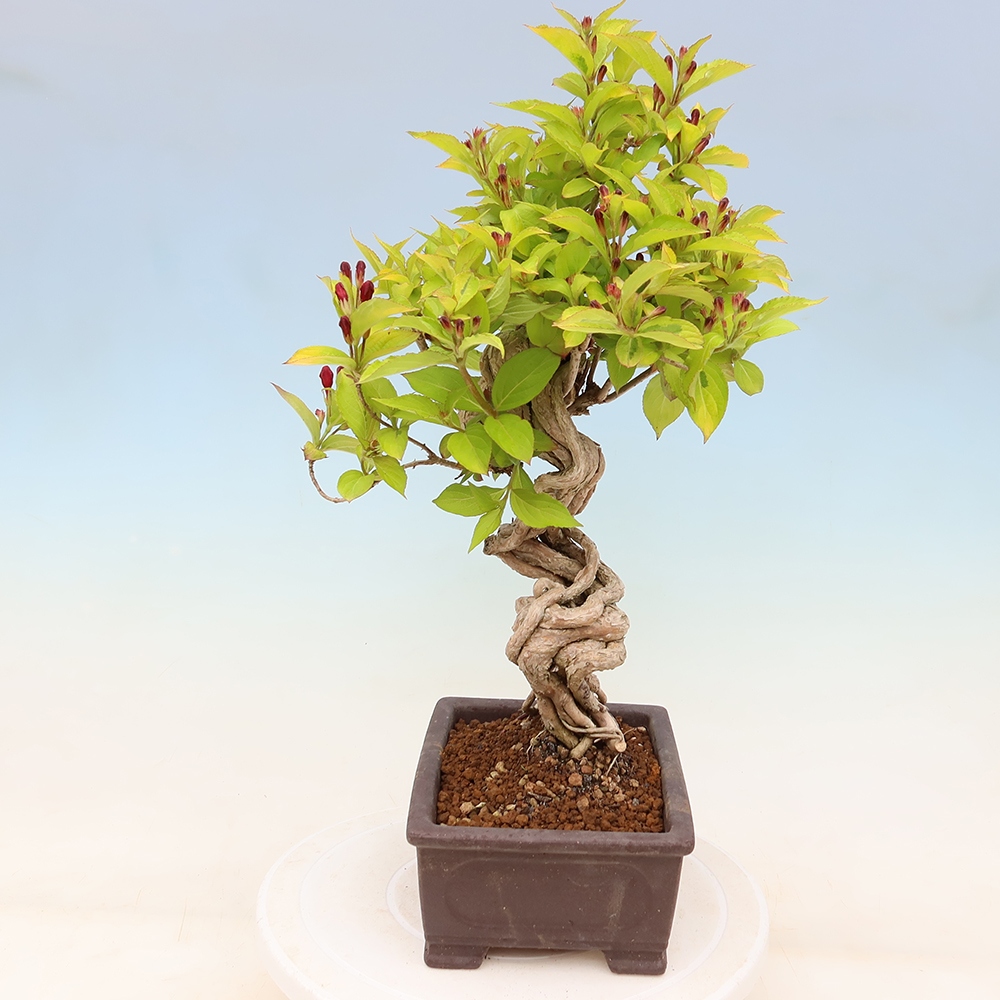 Bonsaï d'extérieur - Weigela subsessilis - Weigela de Corée
