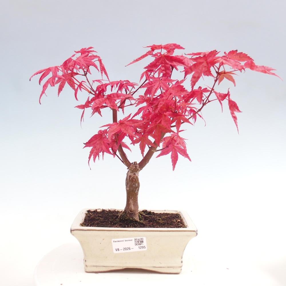 Bonsaï d'extérieur - Acer palmatum DESHOJO
