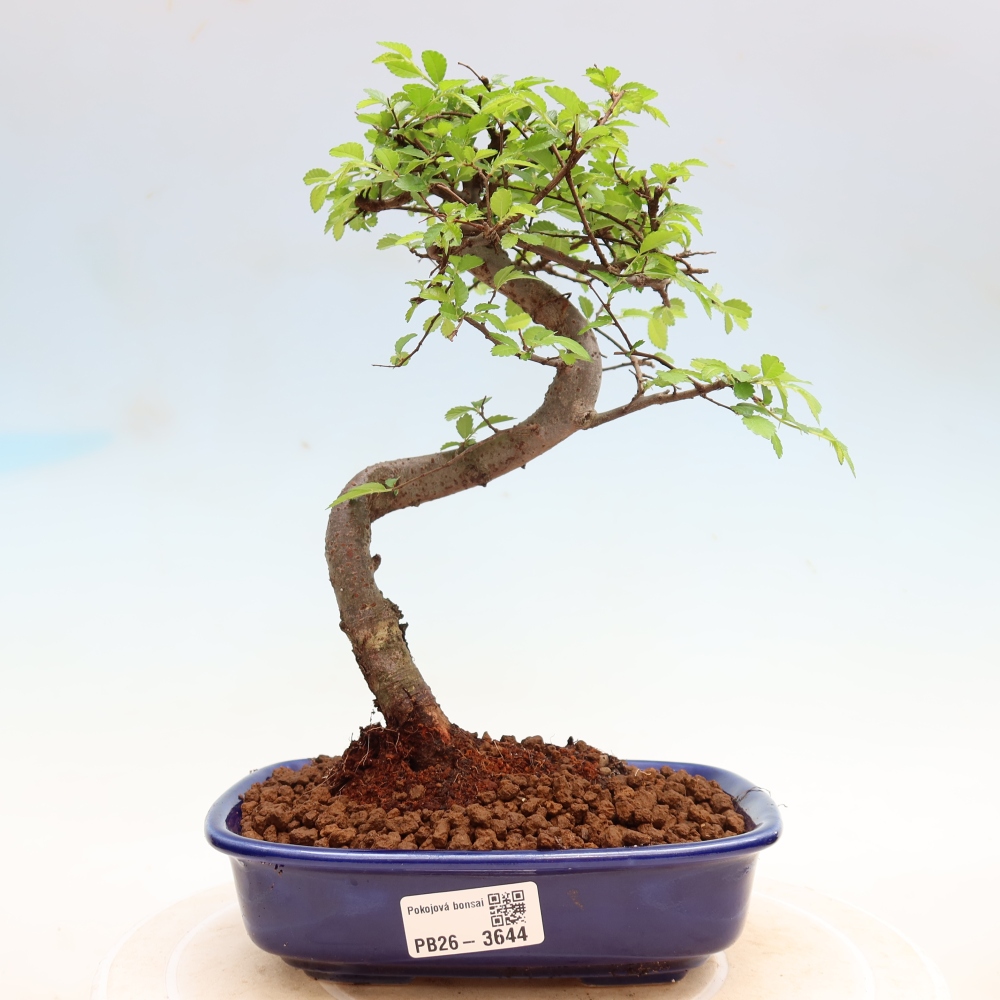 Bonsaï de chambre - Ulmus parvifolia - Orme à petites feuilles