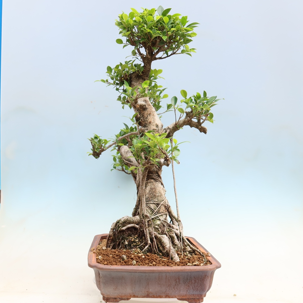 Salle bonsaï - Ficus kimmen - ficus à petites feuilles