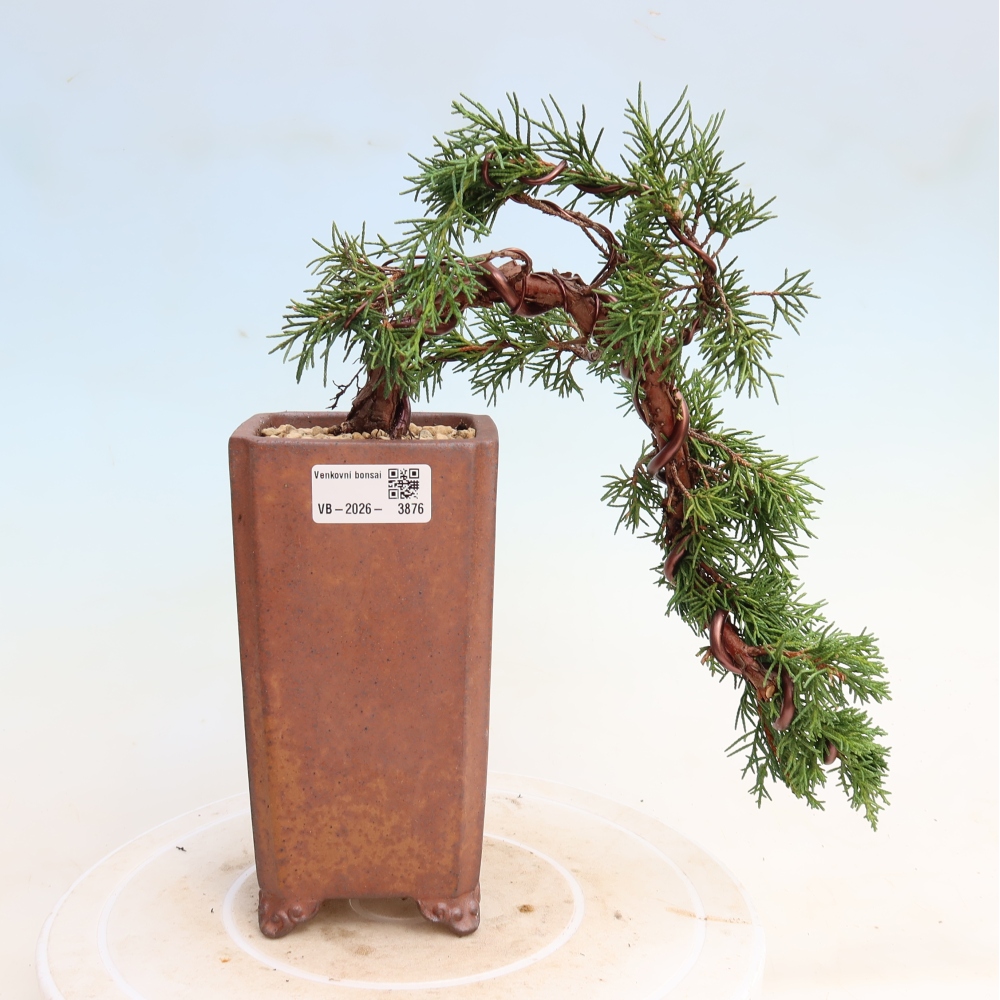 Bonsaï d'extérieur - Juniperus chinensis Kishu