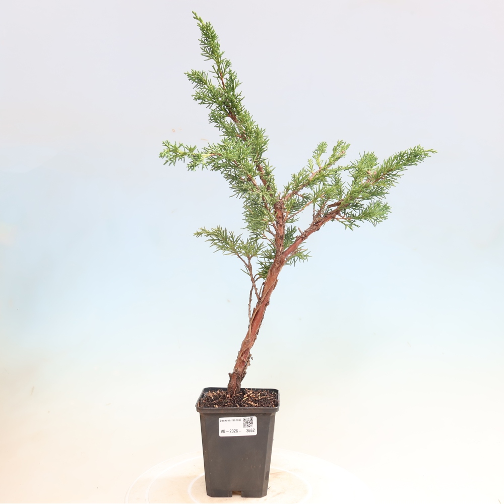 Bonsaï d'extérieur - Juniperus chinensis Kishu